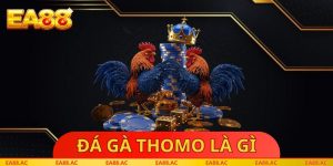 Đá Gà Thomo Là Gì